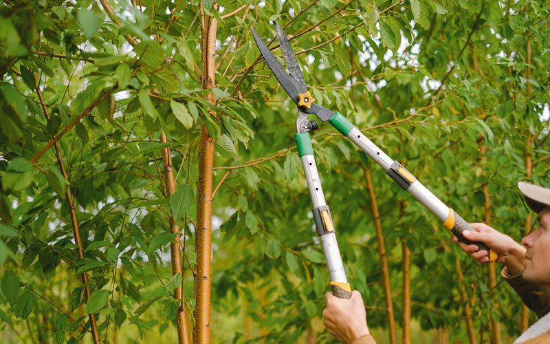 Tree trimming in Volga, IA